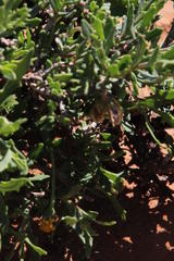 Osteospermum sinuatum sinuatum