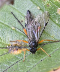 Pimpla pedalis
