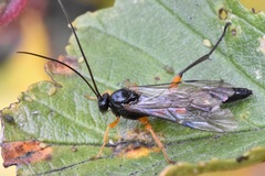 Pimpla pedalis