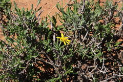 Osteospermum sinuatum sinuatum