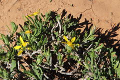 Osteospermum sinuatum sinuatum