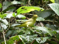 Setophaga petechia image