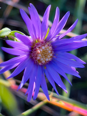 Symphyotrichum sericeum