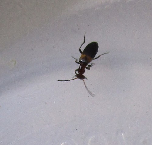 photo of Ant-like Flower Beetles (Anthicidae)