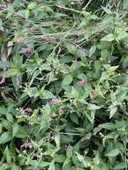 Persicaria