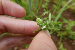 Dasineura aparines
