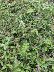 Persicaria
