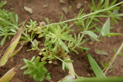 Dasineura aparines