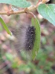 Arctiinae