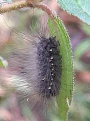 Arctiinae