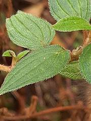Arctiinae