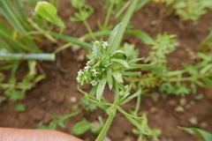 Dasineura aparines