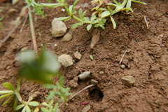 Graphocraerus ventralis