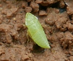 Graphocraerus ventralis