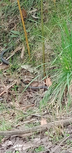 Lowlands Copperhead sighting