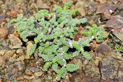 Pelargonium alternans alternans