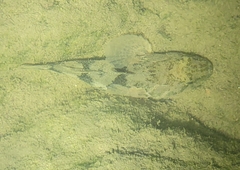 Odontobutis potamophilus