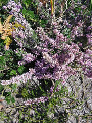 Amphithalea ericifolia ericifolia