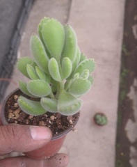Cotyledon tomentosa