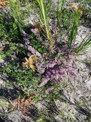 Amphithalea ericifolia ericifolia