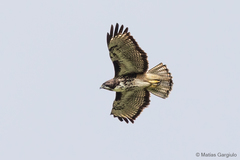 Buteo ventralis