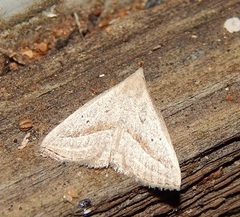 Macrochilo hypocritalis