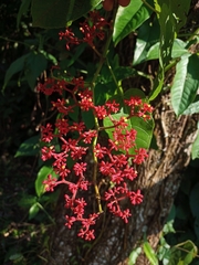 Cissus biformifolia