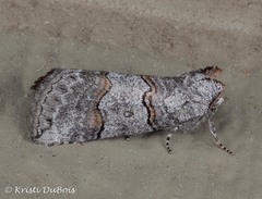 Ceranemota tearlei