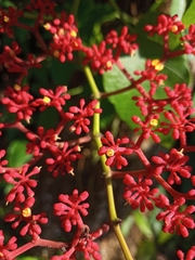 Cissus biformifolia