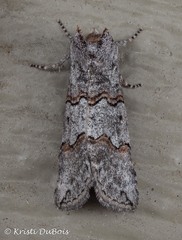 Ceranemota tearlei