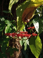 Cissus biformifolia