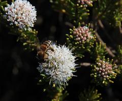 Agathosma gonaquensis