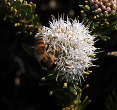 Agathosma gonaquensis