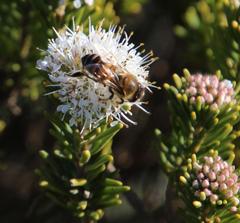 Agathosma gonaquensis