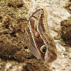 Eryphanis aesacus