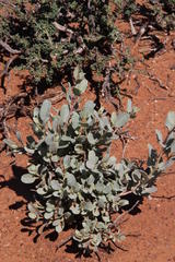 Atriplex vestita