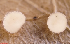 Lambertella copticola