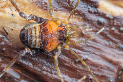 Neogonyleptes docilis