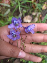 Delphinium pedatisectum