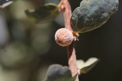 Disholcaspis canescens