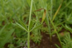 Galium tricornutum