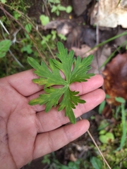 Delphinium pedatisectum