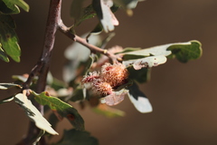 Andricus crystallinus