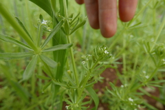 Graphocraerus ventralis