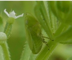 Graphocraerus ventralis