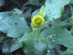 Podanthus ovatifolius