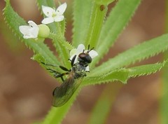 Thecophora distincta