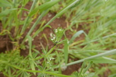 Thecophora distincta