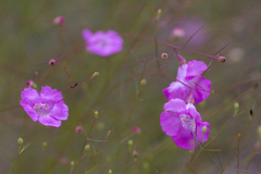 Agalinis plukenetii