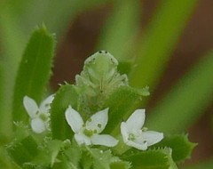 Graphocraerus ventralis